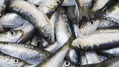 Avance alentador de segunda temporada de pesca del 2015